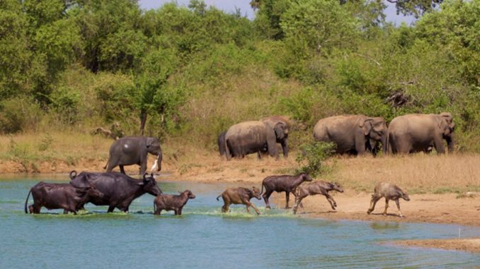 Elephants-2