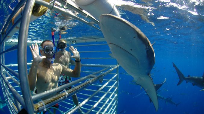 shark-cage-diving-south-africa